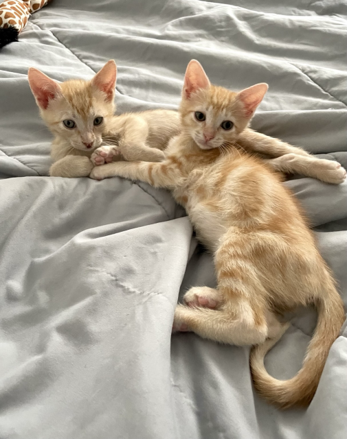 Two small orange tabby kittens together on the bed
