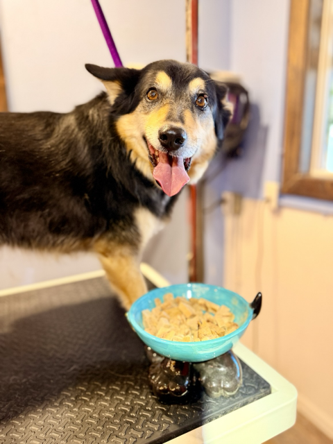 Sweet Shepherd smiling at the camera with the treat bowl on the grooming table right in front of him.. 
