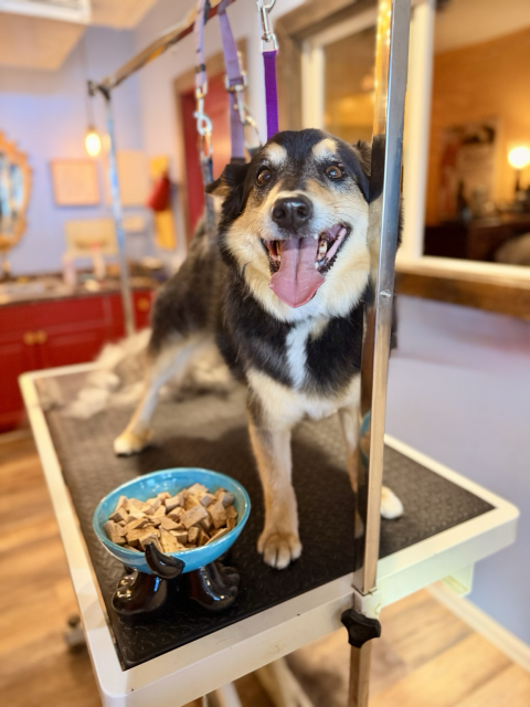 Black Norwegian shepherd with blonde markings, happy as can be.. on the grooming table with his own pile of har behind him after we brushed him out 