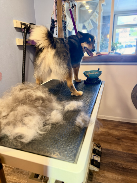 Big pile of hair with Tryggur and his treat bowl staring back at the camera 