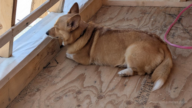 Moxxi the corgi is resting by the edge of a second floor, looking outside what is going to be the roof. Her eyes are almost closed and her front paws are tucked under her chest.