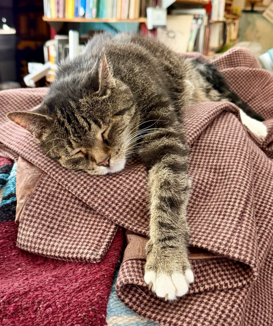A cat fast asleep with one paw outstretched on a tweed jacket she is a small brown tabby cat and looks very relaxed and happy