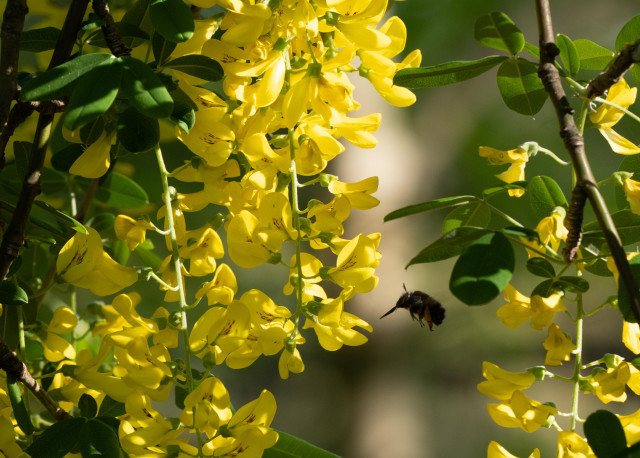 A bee flying between two branches laden with bright yellow flowers.