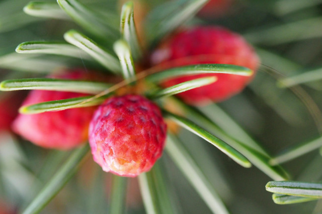 Detailaufnahme von rotrosafarbenenen Fichtenblüten und ein paar grünen Nadeln des Baumes. Der Fokus liegt auf der vorderen Blüte, der Rest des Bildes ist leicht unscharf.

A close-up of pinkish-red spruce flowers and a few green needles from the tree. The focus is on the flower in the foreground; the rest of the image is slightly out of focus.
