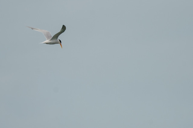 a caspian tern scanning the ocean below (out of frame) against a flat grey sky