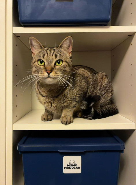 Lola is very proud of herself for having stuck the landing after leaping into this cubby hole.