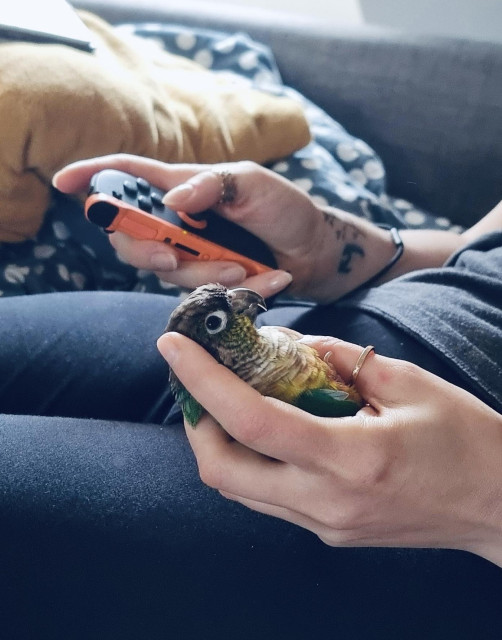 A photo of my hands, the right one holding a Switch 2 joycon, the left one holding a small green-cheek conure as if it was a joycon. Blankets are visible indistinctly on the couch in the background.