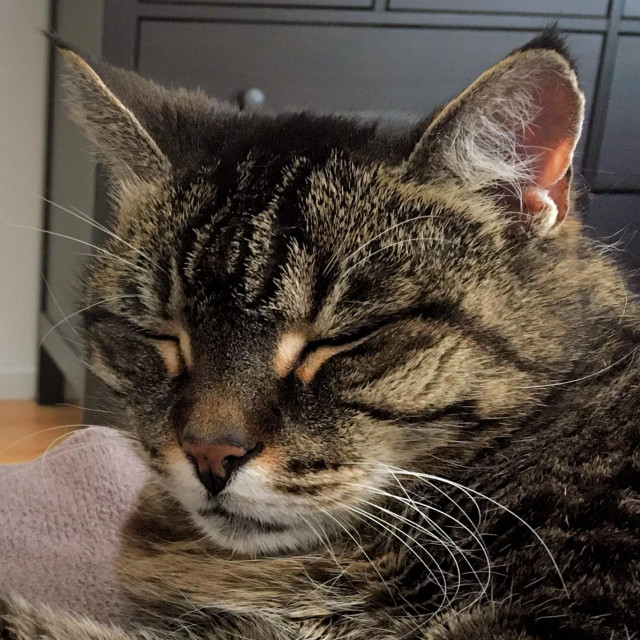 Tabby cat Suma dozes with her eyes closed, waiting for nose boops. 