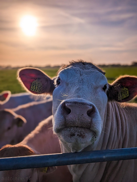 A warm, high-detail photograph of a cow peering over a metal fence during a golden sunset. The image captures a serene, rural moment with a shallow depth of field that emphasizes the cow's curious expression.

The photo highlights the fine details of the cow's features, including the coarse white hairs on its forehead, the wet texture of its nose, and the soft pinkish skin inside its ears illuminated by the sun.

The sun is low in the sky, creating a soft, hazy glow and casting a warm, orange-pink hue across the scene.