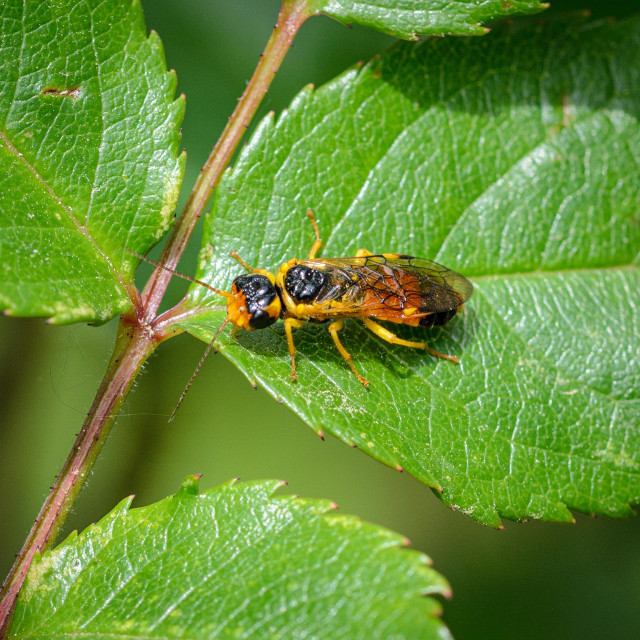 A highly-coloured sawfly seen from above on a green rose leaf. The fly has a yellow and black head, with a ruddier colour below the eyes, and brown antennae. There are yellow patches on either side of the head towards the rear. The thorax is black with a strong yellow rim at the front, and the legs are all yellow. The abdomen is firstly ruddy, then black, with a hint of a yellow tip. The wings are clear, but with very strong, thick, prominent black veins, plus small yellow patches on the sides. 