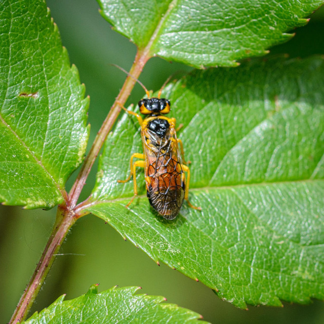 A highly-coloured sawfly seen from above on a green rose leaf. The fly has a yellow and black head, with a ruddier colour below the eyes, and brown antennae. There are yellow patches on either side of the head towards the rear. The thorax is black with a strong yellow rim at the front, and the legs are all yellow. The abdomen is firstly ruddy, then black, with a hint of a yellow tip. The wings are clear, but with very strong, thick, prominent black veins, plus small yellow patches on the sides. 