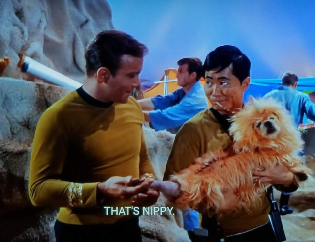 Star Trek The Original Series scene. Sulu and Kirk on on an away mission here. They're standing by some big rocks and boulders. Some other guys are in the background doing background guy type stuff, keeping busy busy and whatnot. Sulu is grinning cheekily and looking at Kirk, who is standing next to him also smirking and is looking at a what Sulu is holding, which is a little alien monster animal. Buuuuuut really it's a dog with orange hair dye and a unicorn horn somehow attached to it's lil doggy forehead. Probably some kind of terrier I think. The alien dog monster also has a weird slug like tail that Kirk is holding. Closed caption reads, "THAT'S NIPPY"