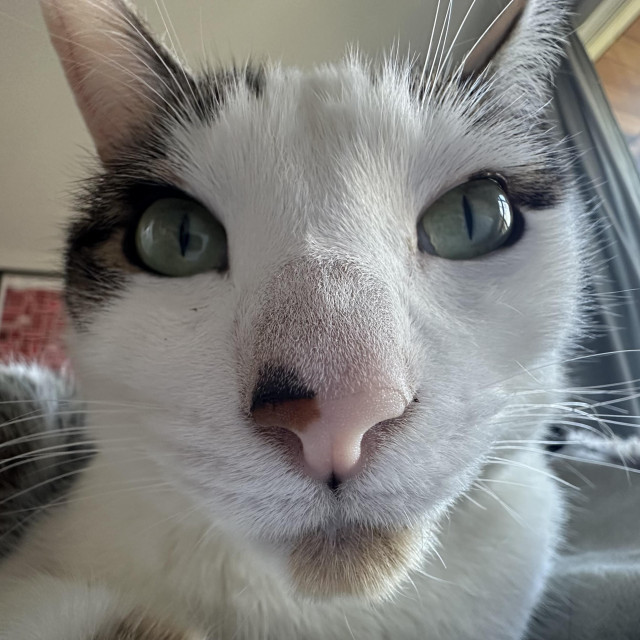 An indeed hypnotic looking white cat, close up, staring the camera straight down, bending us all to his will, which is mercifully limited to snaccs.