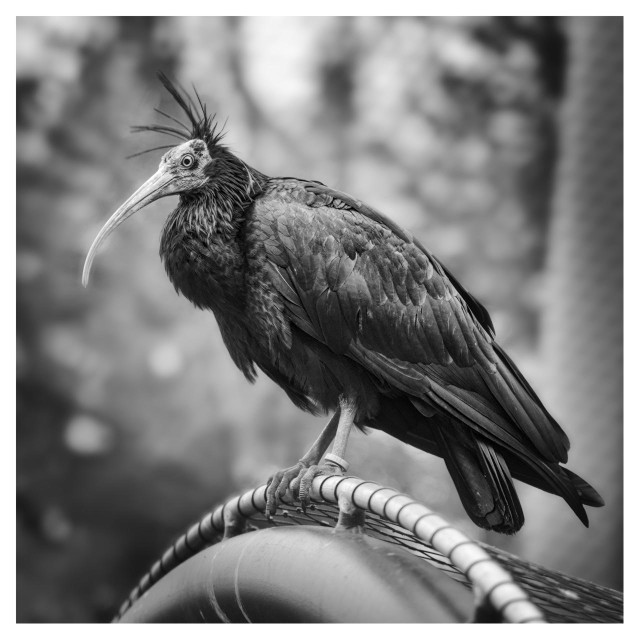 This black-and-white photograph shows a Waldrapp (Northern Bald Ibis) perched in profile on a thick, curved metal pipe or railing that runs diagonally across the lower part of the image. The bird faces left, head held high and alert.Its most dramatic feature is the very long, slender, smoothly downward-curving beak that tapers to a fine point, almost like a thin scythe. On top of its head rises a wild, spiky crest of stiff black feathers that stand straight up like a dramatic mohawk or punk hairstyle. Around its large, round, bright eye is a pale, almost white bare skin patch that contrasts sharply with the darker feathers of the head and neck. The bird’s body is covered in layered, dark, glossy feathers that look textured and iridescent, especially on the wings and back. Its legs are noticeably lighter in tone, almost pale gray, and one leg has a small, light-colored identification band just above the foot. The bird grips the rounded railing firmly with strong, clawed toes. The background is completely out of focus, creating a soft, blurry backdrop of indistinct foliage and light patterns, which makes the Waldrapp stand out sharply in the foreground. Overall, the image beautifully captures the bird’s elegant yet slightly wild and prehistoric appearance — the dramatic crest, the strikingly long curved beak, and the glossy dark plumage are the most memorable details of this rare and distinctive species.