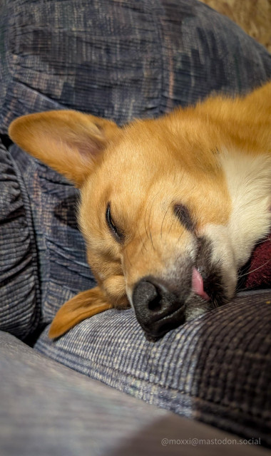 A close up of Moxxi the corgi's face, while she's asleep on a blue fabric couch. Her head is down on the side of a red pillow. Her eyes are closed and her tongue is out in a blep.