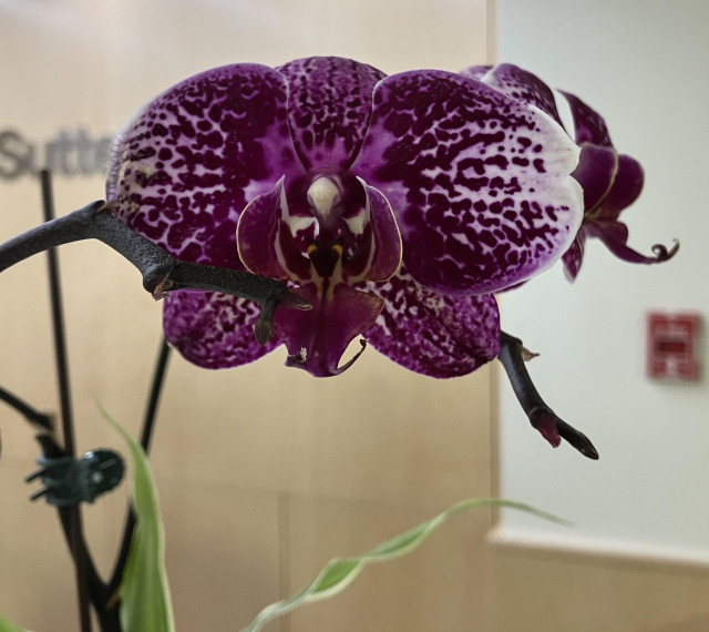 A really lovely mostly-purple orchid bloom.
