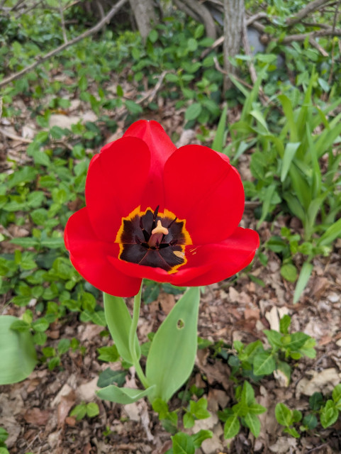 An orange poppy flower, black with a yellow ring at the bottom of the cup, with black stamens and a yellow, three-pointed pistil. The surrounding ground is strewn with woody stems and greenery, and covered with decomposing brown leaf litter.