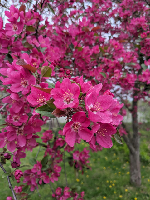 A crab tree covered with small, vivid pink blossoms. Each flower has a cluster of pink stamens tipped with a dot of yellow pollen.