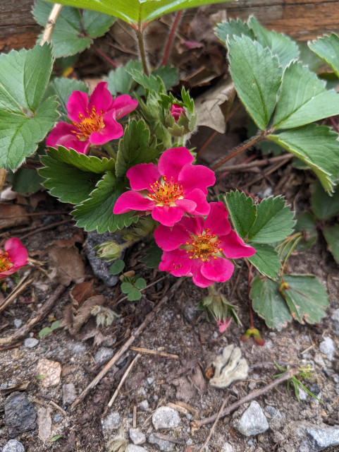 Pink wild strawberry flowers, each with a cluster of tiny yellow stamens, blossoming close to the gravelly ground.