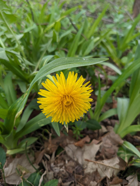 A yellow dandelion blossoming amid dense greenery and brown leaf-littered ground.