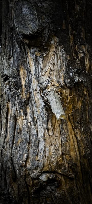 Ein Teilbereich von einem Baum, dessen abgebrochene Äste wie die Augen, Nase und Mund angeordnet sind.