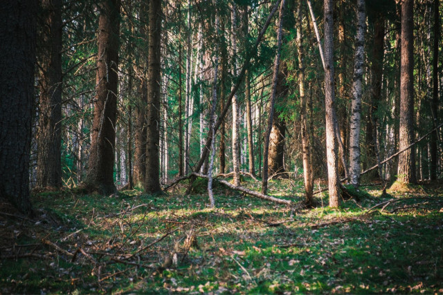 A dense mixed forest of spruce and birch trees photographed in dappled sunlight. Fallen branches and a leaning dead tree cross the mossy forest floor in the middle ground. Shafts of warm light break through the canopy, illuminating patches of green moss and tree trunks in an otherwise shadowy interior. The scene is wild, layered and deeply atmospheric.