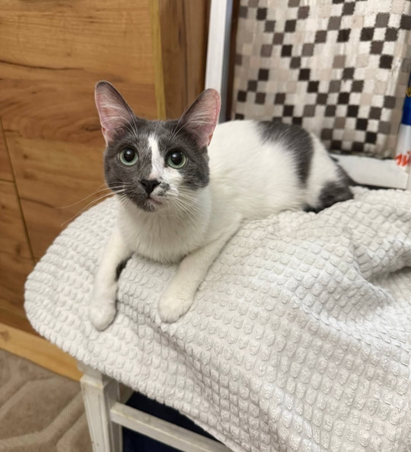 A calm gray-and-white cat with bright green eyes, lying comfortably on a soft textured blanket.