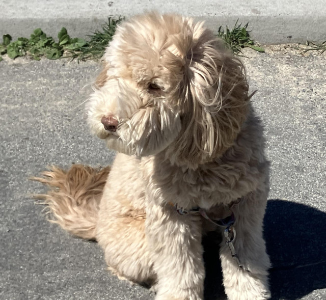 A fluffy medium-sized light brown dog with long ears is sitting on some pavement.