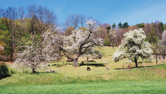 Sheep under blooming trees near graz, austria
