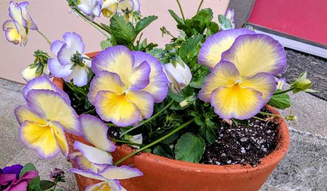 A clay pot with lavender and yellow violas. 
