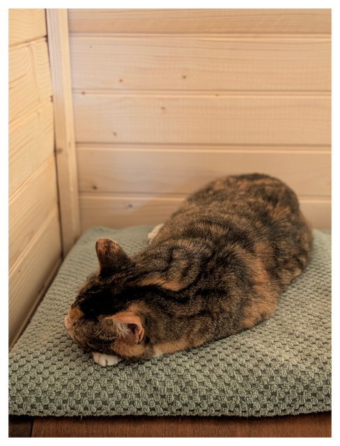 Calico cat with white markings is lying down and resting on a textured light green towel in the corner of a room with light wood-paneled walls. the cat’s head is down, and their paws are tucked underneath its body.