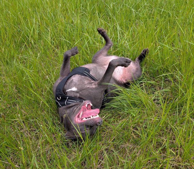 Large grey dog on back rolling in green grass. Mouth open teeth and tongue visible, very happy