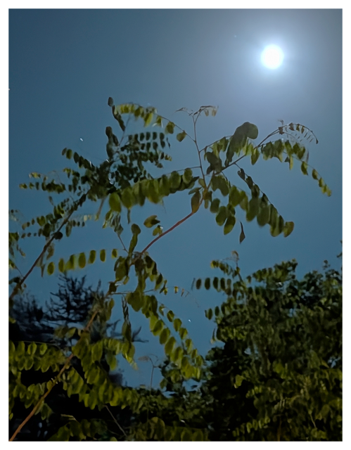 a bright full-appearing  moon shines in a clear night sky above leafy green branches, which are softly illuminated by the moonlight. silhouetted trees are visible in the background,