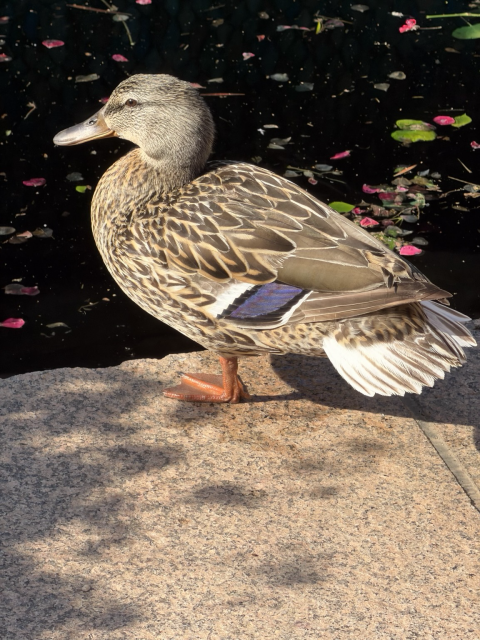 Mallard hen.