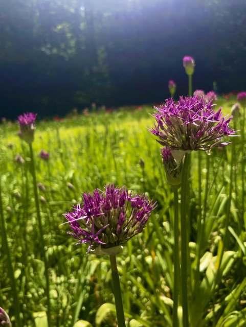 Two purple blooms in green high grass. Lots of small flowers on one big stem that is just opening up into a big round ball of small purple flowers 
