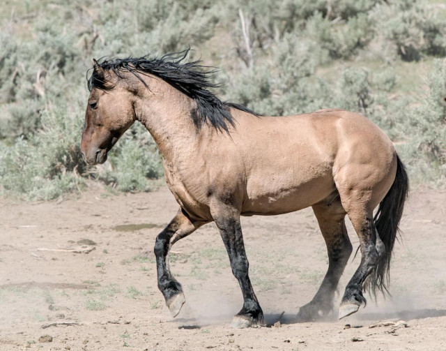 A color portrait photo of a feral horse. The horse is a light brown color with dark legs, mane, and tail. The horse faces toward the left and is shuffle walking, kicking up dust. At the top of its legs can be seen speckling and stripes. A bit of the stripe on its back is also seen. And there are dark markings, called a cape, under the mane, which is blowing in the wind, on its neck. The horse walks on a dirt area and behind it can be seen light green sagebrush.