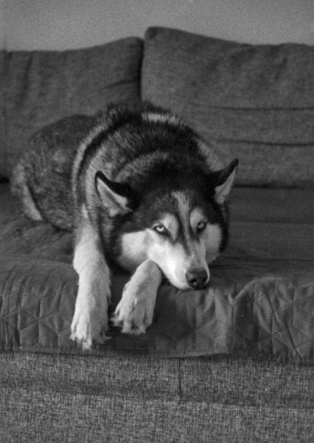 A grainy black-and-white photograph of a husky lying stretched out on a couch. The dog rests its head low between its front paws, looking directly toward the camera with a calm, slightly weary expression. Its thick fur forms soft tonal patterns, blending into the textured fabric of the couch.