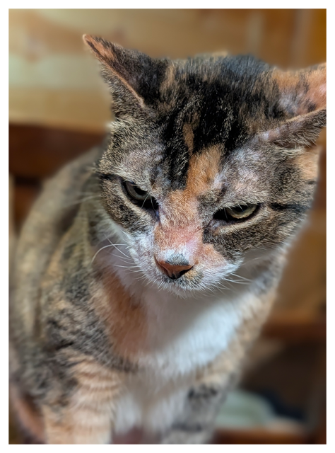 close-up of a calico cat white markings, green eyes and  head tilted. wearing a serious expression. background is blurred cabin interior.