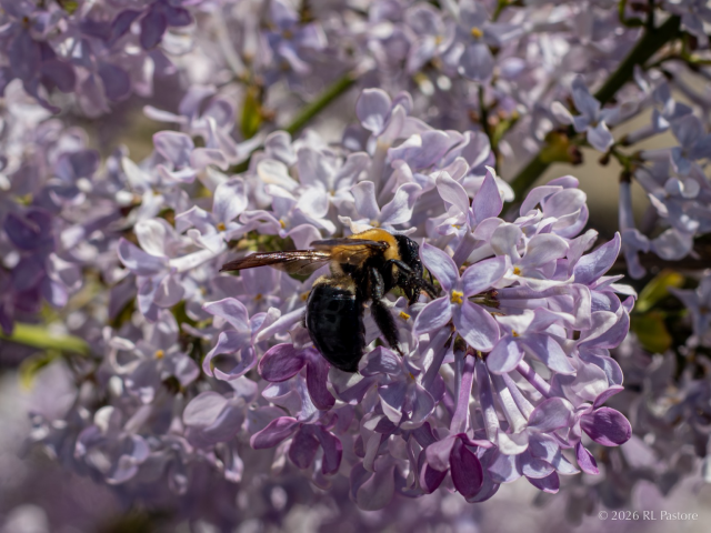 An eastern carpenter bee forages among lilac blooms