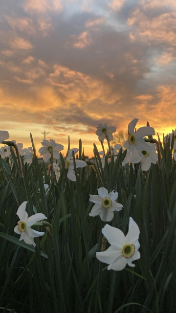 In the foreground are white narcissus flowers amid their dark green leaves.  Above are clouds dramatically lit up by the rising sun.  