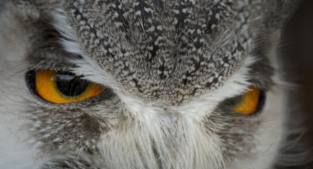 Owl eyes

Cranky little fella.