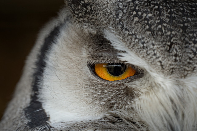 Owly