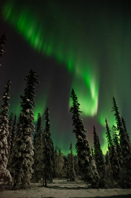 Vertical photograph of the aurora borealis over a boreal forest near Fairbanks, Alaska. Bright green aurora curtains and rays fill the upper two-thirds of the frame, sweeping from left to right with vertical streaks descending toward the treeline. The sky is dark with scattered stars visible between the aurora bands. The lower third shows a stand of black spruce heavily loaded with snow, their pointed tops silhouetted and lit green by the aurora glow. A snow-covered clearing is visible at the base of the trees. No people are visible.