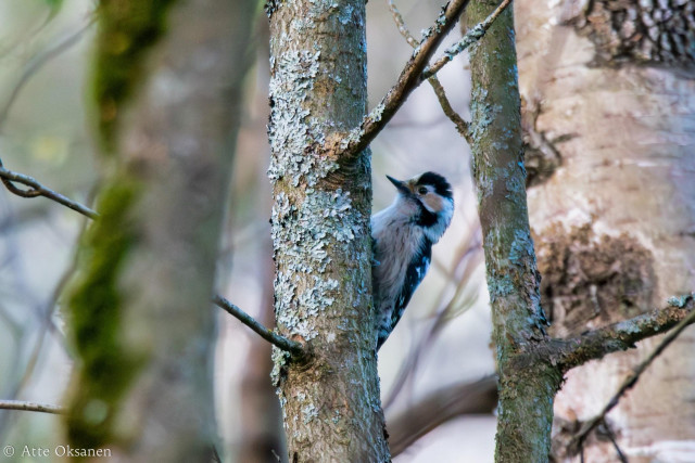 Pikkutikkanaaras (Dendrocopos minor) kapealla puunrungolla tutkailemassa löytyiskö jotain syötävää., taustalla lisää puita ja oksistoa.