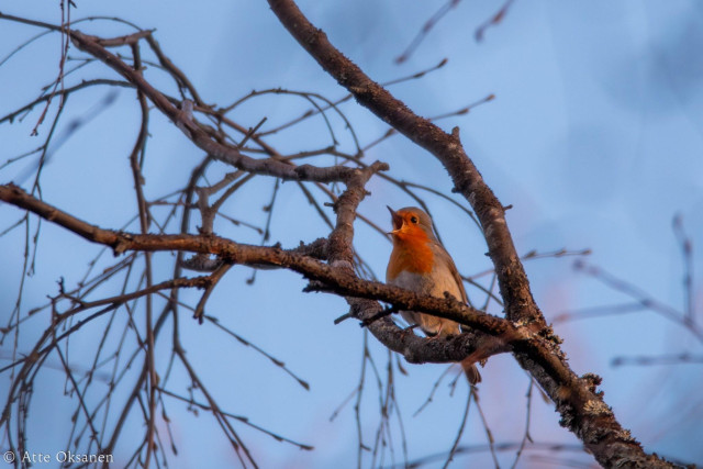 Punarinta (Erithacus rubecula) haaraisella puunoksalla sininen taivas taustanaan, nokka täysin auki laulua varten.