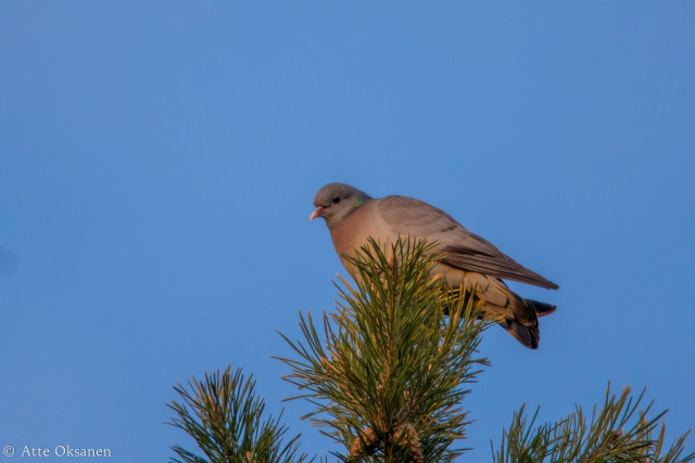 Uuttukyyhky (Columba oenas) kuusen latvassa, tarkkailee ympäristöä sininen taivas taustanaan.