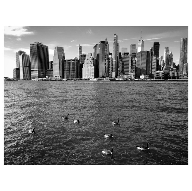 Black and white photo of a flock of seven geese floating on New York’s East River, with the skyline of lower Manhattan at the horizon.