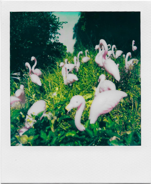 A Polaroid picture of an overgrown lawn with dozens of pink plastic flamingos. This is a close-up of about 20 of them standing in a grass and weed patch.

Blurry, with harsh contrast, faded pinks, and oversaturated greens and yellows. 

I swing between feeling meh and really hating this camera. I would like it better if it was more lomo or had softer, retro pastels and primaries like older generation Polaroids. But this tends to develop on the side of garish. 

Welll... only six more shots to go before the camera gets stashed away on a shelf in the closet.