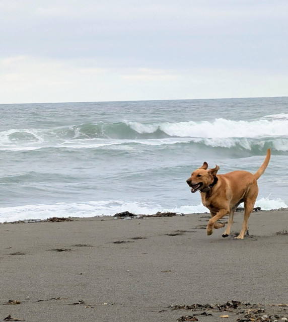 Golden lab is running on a sandy beach with reckless abandon. She is next to the Pacific Ocean surf line. 