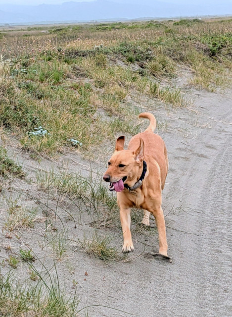 Golden lab is excited to be running on the trail to the beach. 